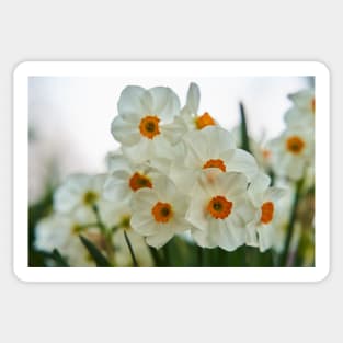 Daffodil flowers in the park Sticker